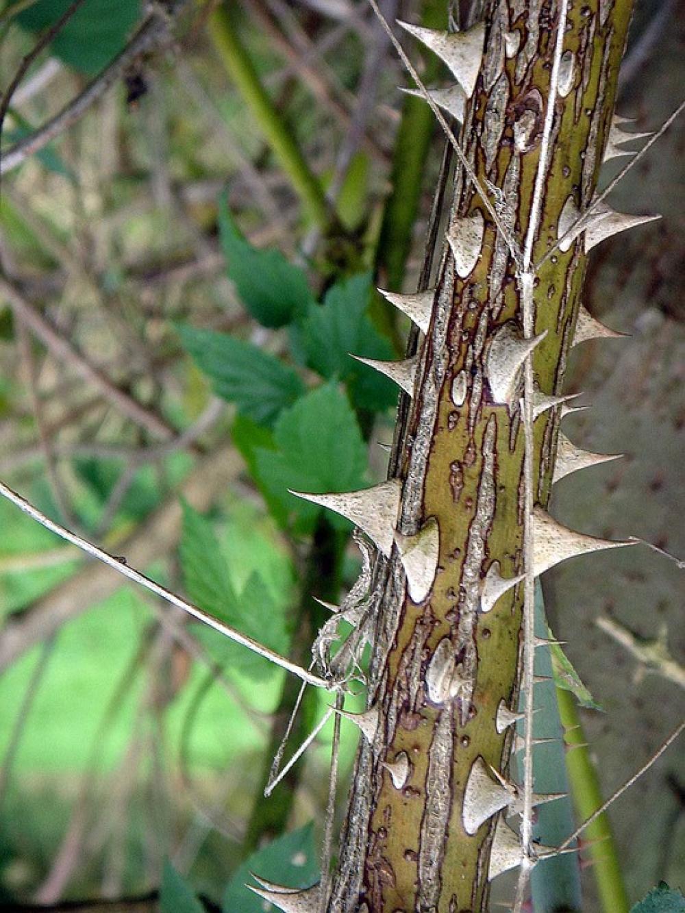 Spines Sharp Raspberry Pain Detail Touch Spines Sharp Raspberry Pain Detail Touch