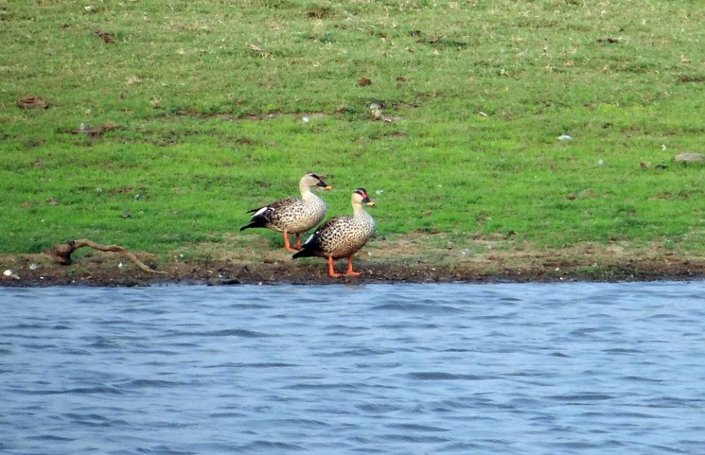 Spot-Billed Duck Anas Poecilorhyncha Spotbill Spot-Billed Duck Anas Poecilorhyncha Spotbill