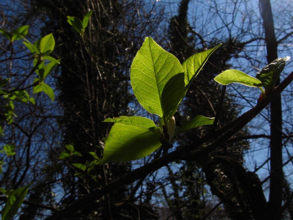 Spring Wood Foliage Spring Wood Foliage