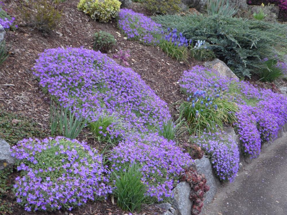 Spring Garden Blue Pillow Blütenmeer Blue Spring Garden Blue Pillow Blütenmeer Blue