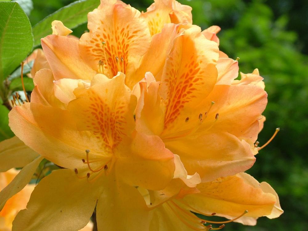 Spring Flowers Rhododendron Blossom Bloom Spring Flowers Rhododendron Blossom Bloom