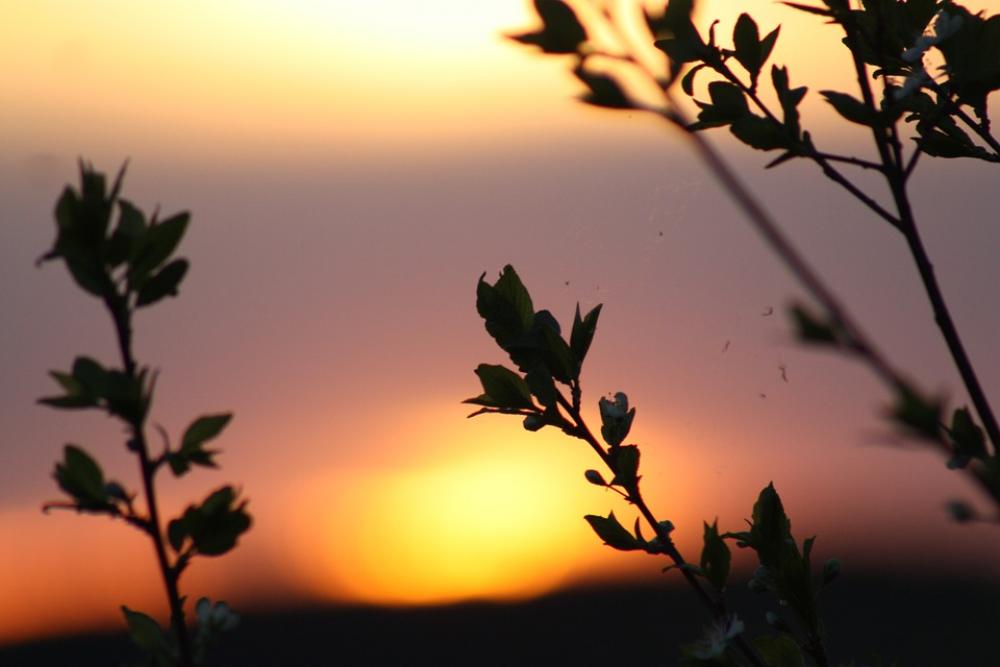 Spring Bloom Nature Leaves Natur Living Nature Spring Bloom Nature Leaves Natur Living Nature