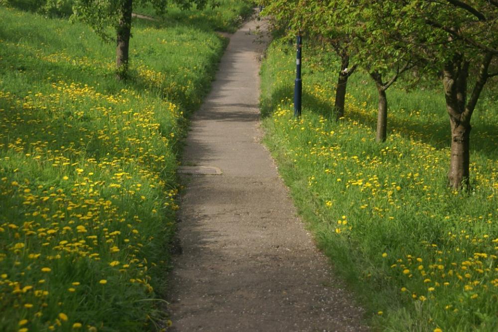Spring Path Dandelions Tree Nature Flowering Spring Path Dandelions Tree Nature Flowering