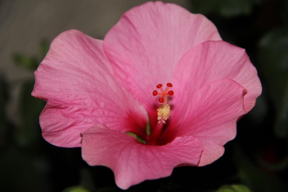 Spring Blossom Bloom Hibiscus Spring Blossom Bloom Hibiscus