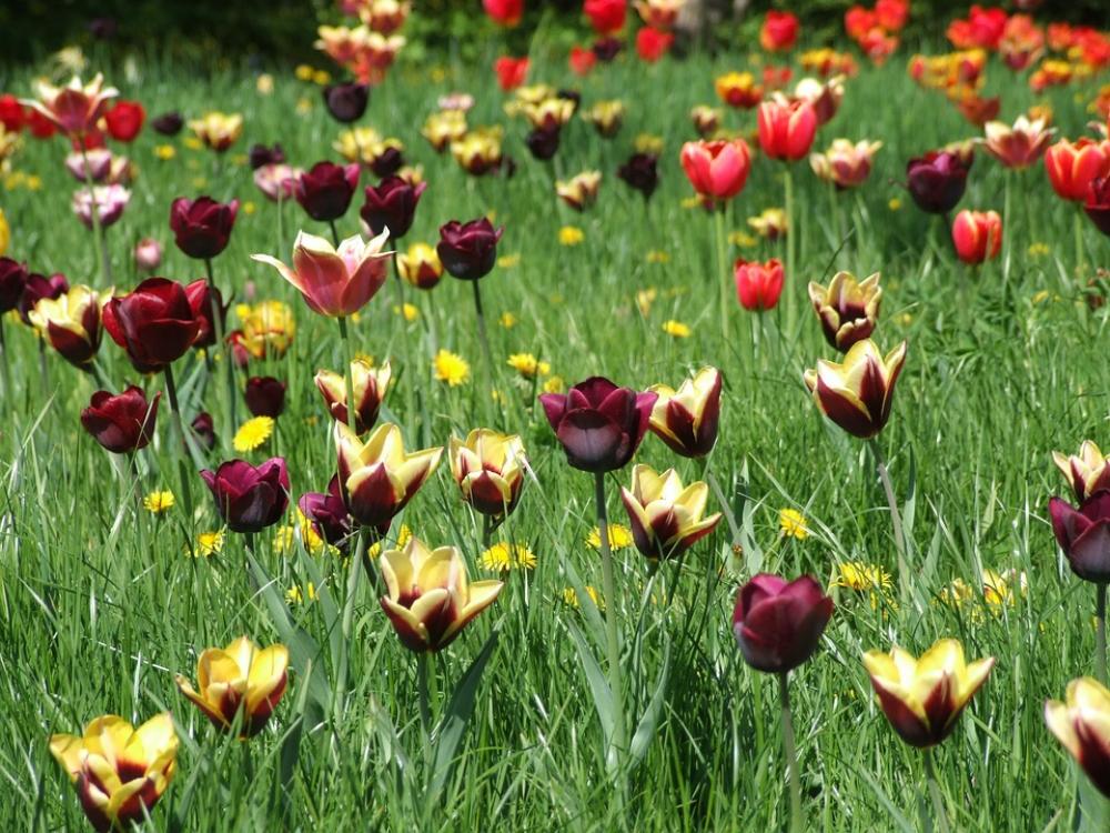 Spring Tulips Meadow Grass Colorful Flower Meadow Spring Tulips Meadow Grass Colorful Flower Meadow