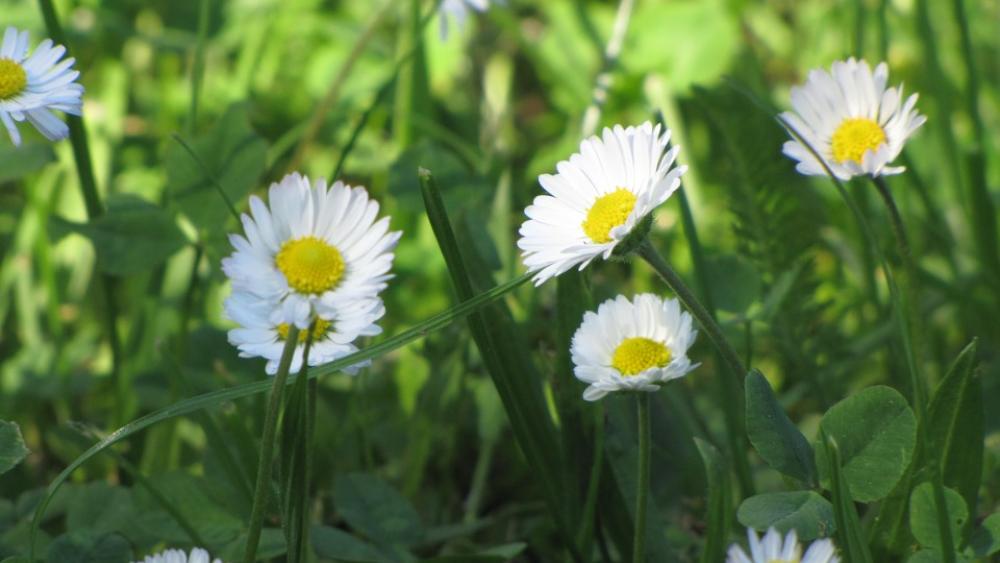 Spring Flowers White Flourishing The Petals Nature Spring Flowers White Flourishing The Petals Nature