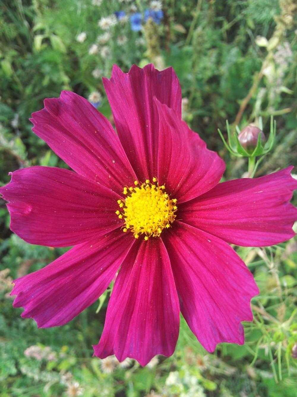 Spring Fallow Flowers Flowering Spring Fallow Flowers Flowering