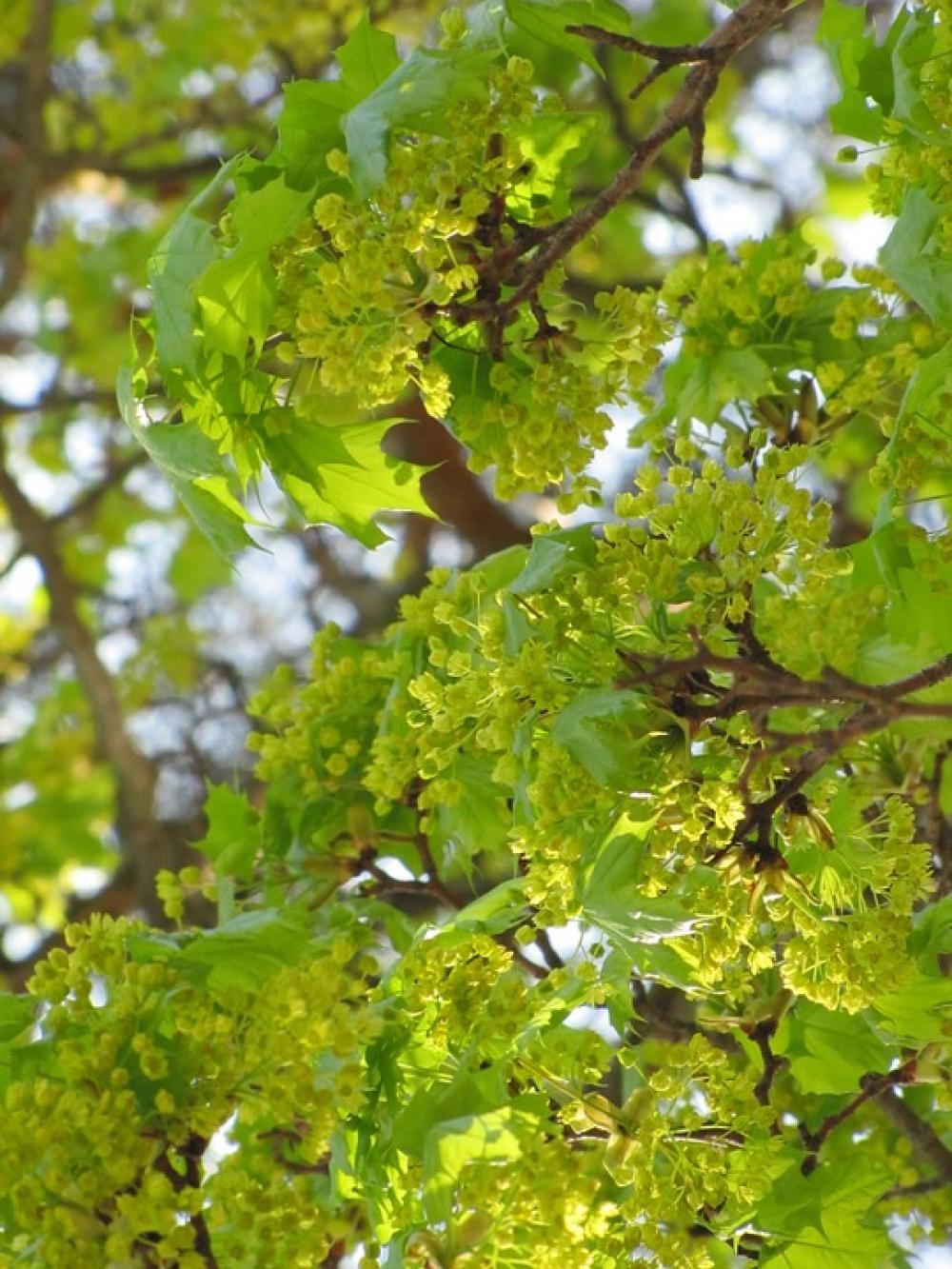 Spring May Maple Deciduous Tree Maple Branch Spring May Maple Deciduous Tree Maple Branch