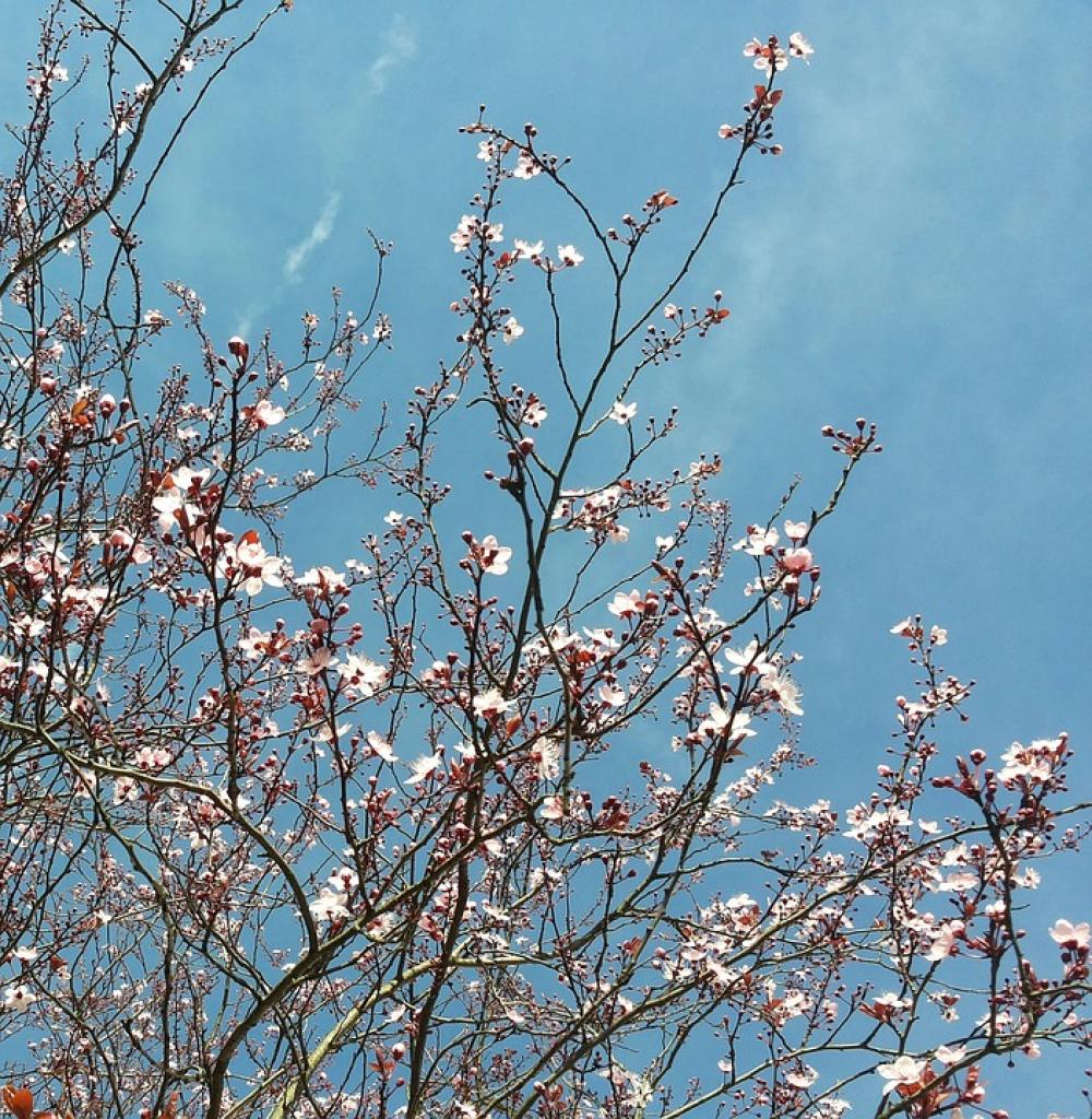 Spring Flowers Nature Blossom Bloom Bühen Spring Flowers Nature Blossom Bloom Bühen