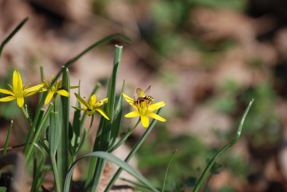 Spring Spring Flowers Sunshine Bee Flower Flowers Spring Spring Flowers Sunshine Bee Flower Flowers