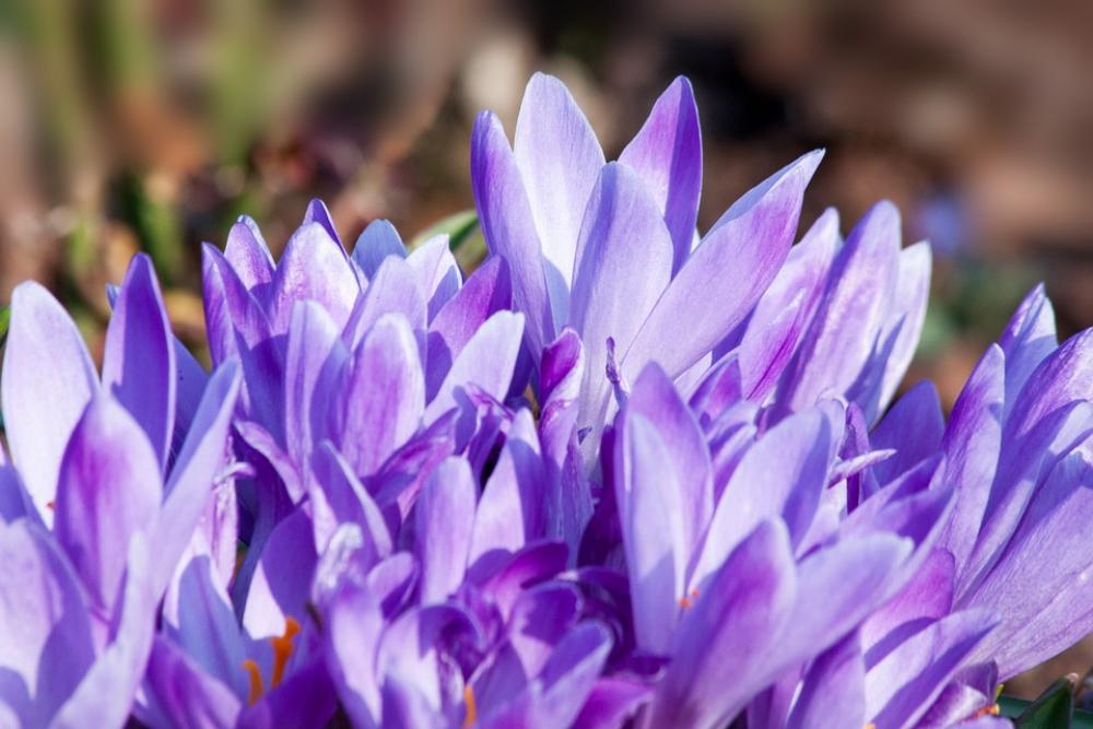 Spring Crocus Schwertliliengewaechs Spring Crocus Spring Crocus Schwertliliengewaechs Spring Crocus