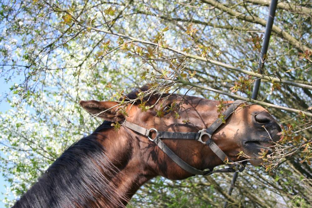 Spring The Horse Tree Sky Spring The Horse Tree Sky