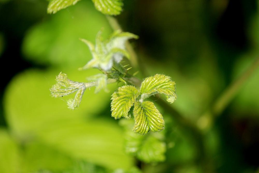 Spring Leaves Season March New Leaves Growth Life Spring Leaves Season March New Leaves Growth Life