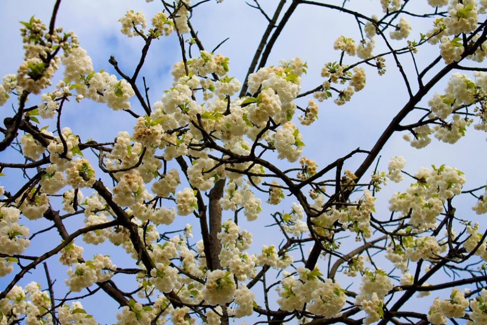 Spring Cherry Cherry Blossom Cherry Tree White Spring Cherry Cherry Blossom Cherry Tree White