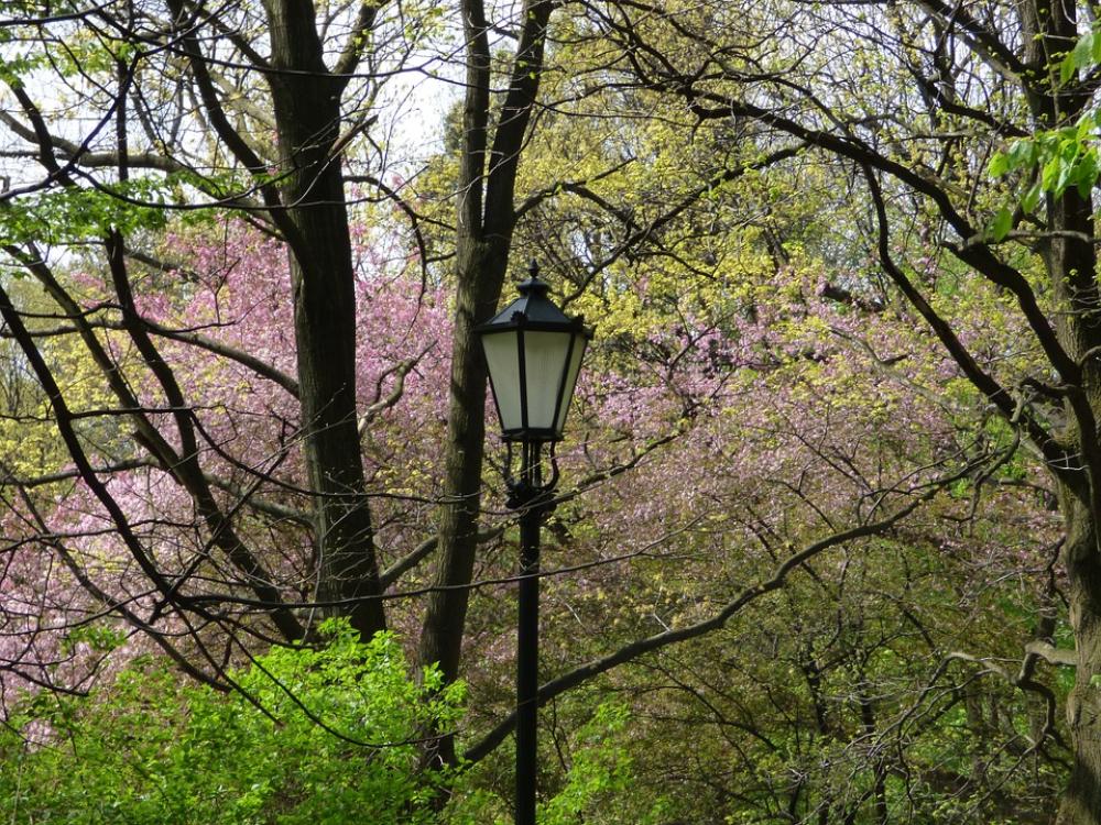 Spring Lantern Blooms Flowers Tree Garden Bloom Spring Lantern Blooms Flowers Tree Garden Bloom