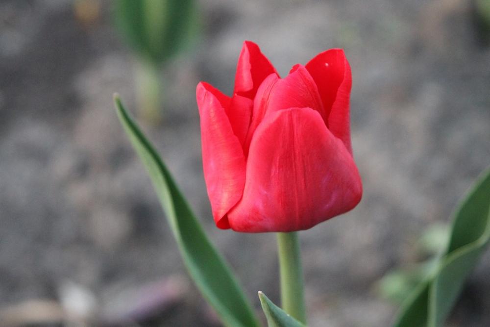 Spring Tulips Flowers Nature Beautiful Spring Tulips Flowers Nature Beautiful