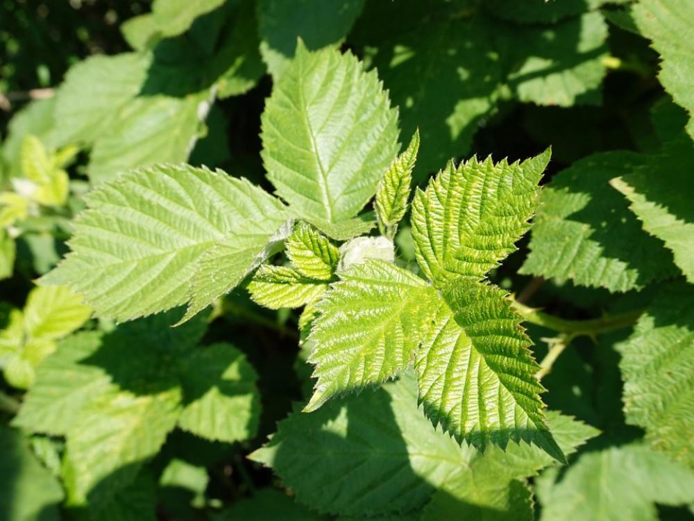 Spring Blackberries Leaves Spring Blackberries Leaves
