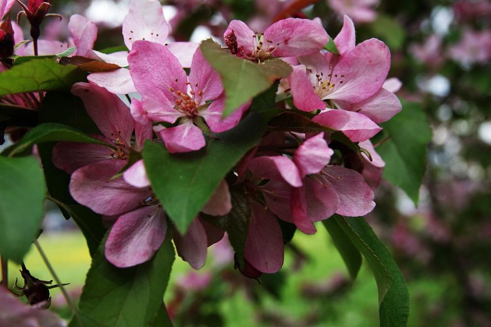 Spring Flower Nature Plants Flowers Weather Spring Flower Nature Plants Flowers Weather