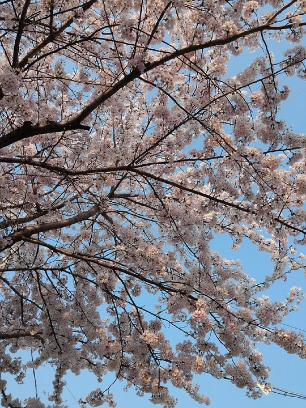 Spring Cherry Blossom Wood Spring Cherry Blossom Wood