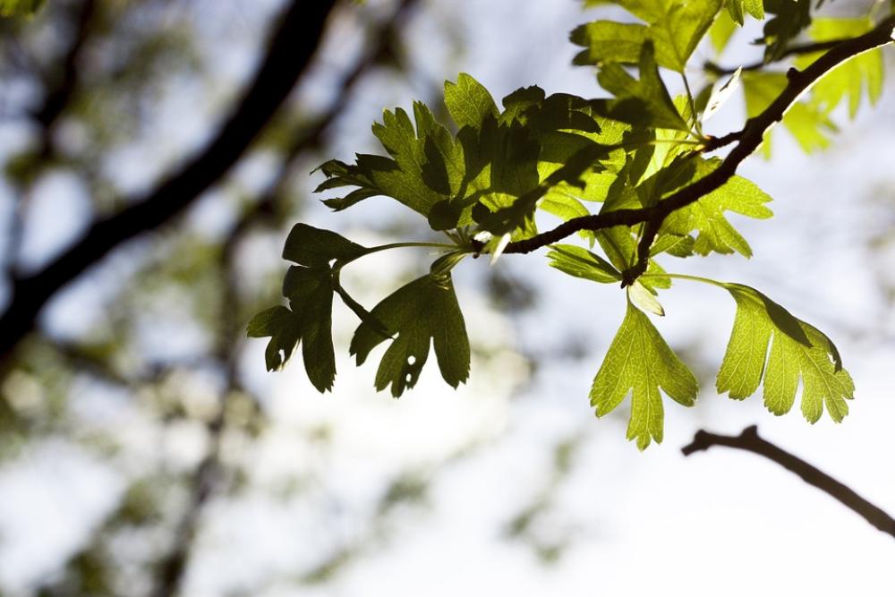 Spring Green Leave Nature Outdoor Fragile Beauty Spring Green Leave Nature Outdoor Fragile Beauty