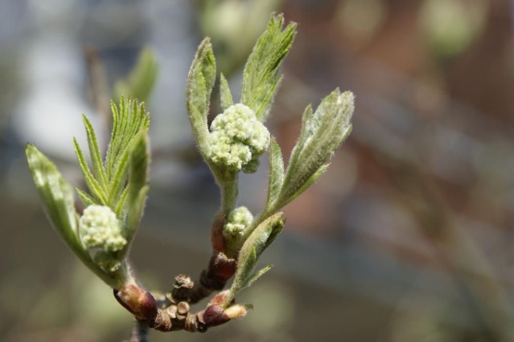 Spring Bud Branch Growth Mountain Ash Hope Spring Bud Branch Growth Mountain Ash Hope