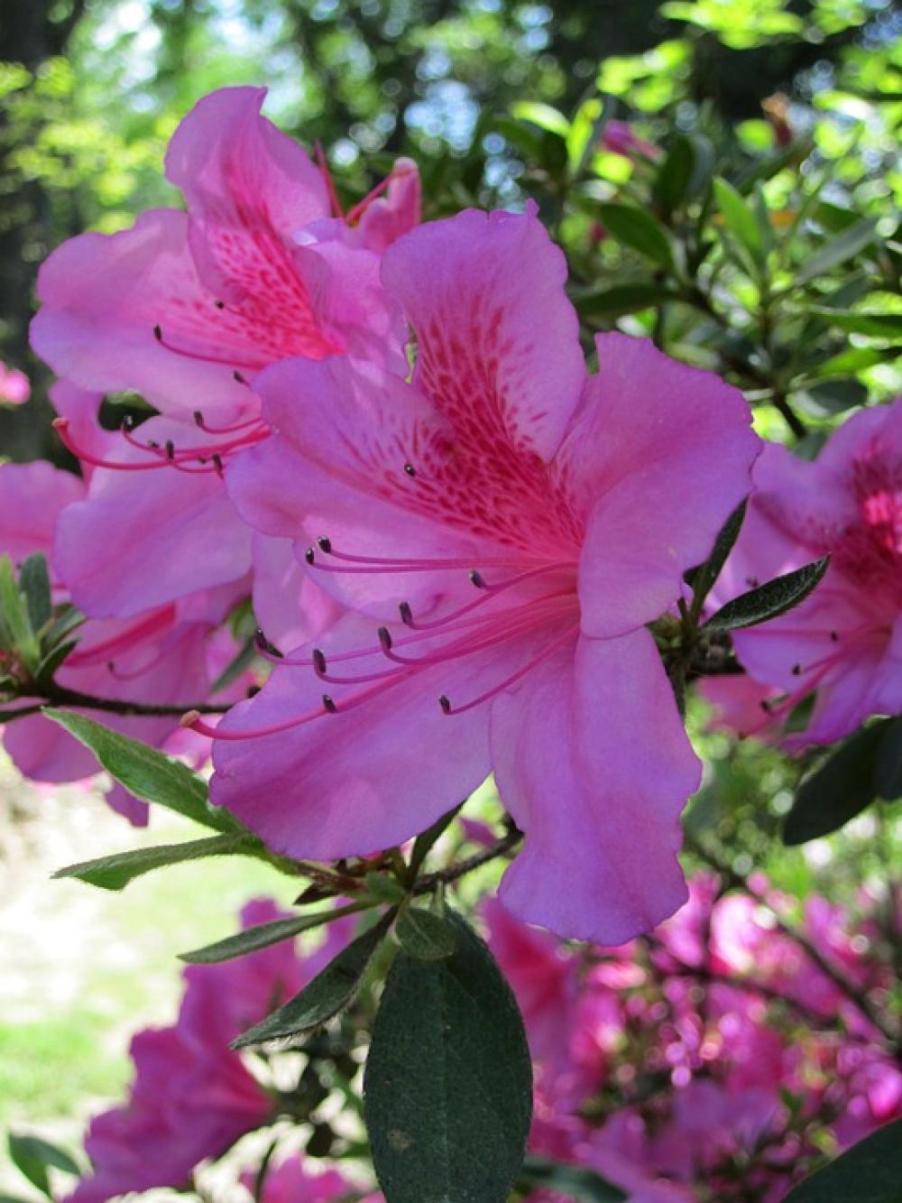Spring Flower Flowers Bloom Pink Nature Plant Spring Flower Flowers Bloom Pink Nature Plant