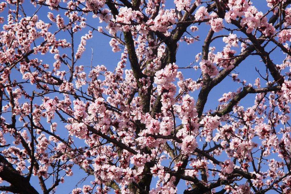 Spring Flowers Branches Pink Flower Spring Flowers Branches Pink Flower