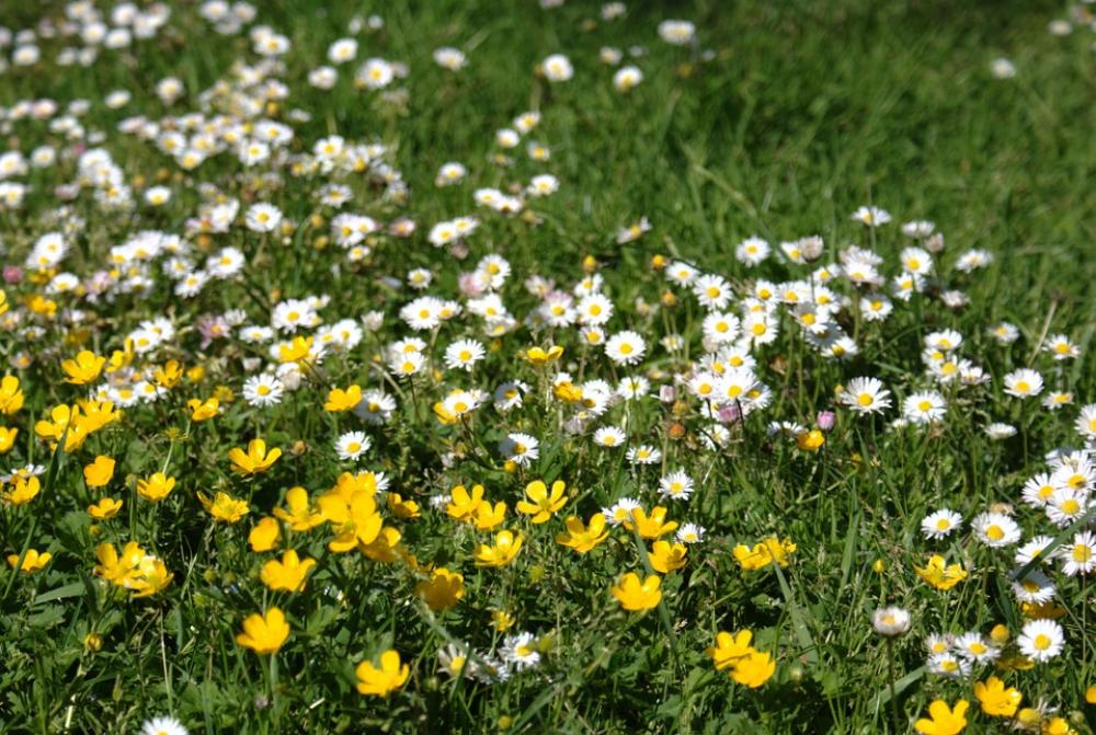 Spring Garden Margaritas Nature Spring Garden Margaritas Nature