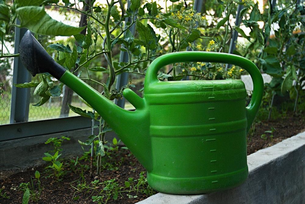Sprinkler Ewer Greenhouse Watering Tomatoes Sprinkler Ewer Greenhouse Watering Tomatoes