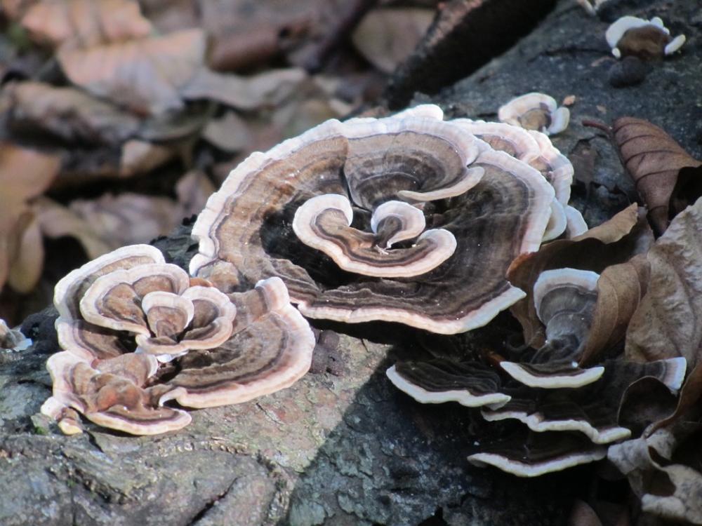 Spunk Mushroom Forest Spunk Mushroom Forest