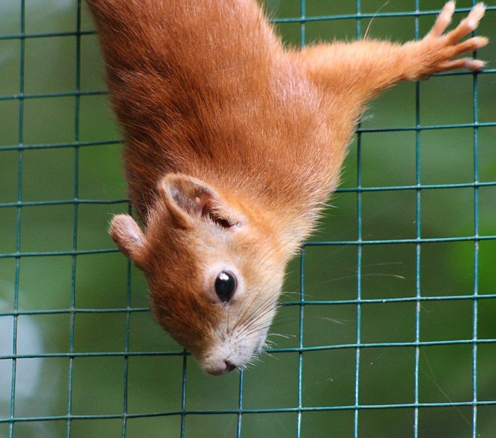 Squirrel Red Bushy Cute Zoo Squirrel Red Bushy Cute Zoo