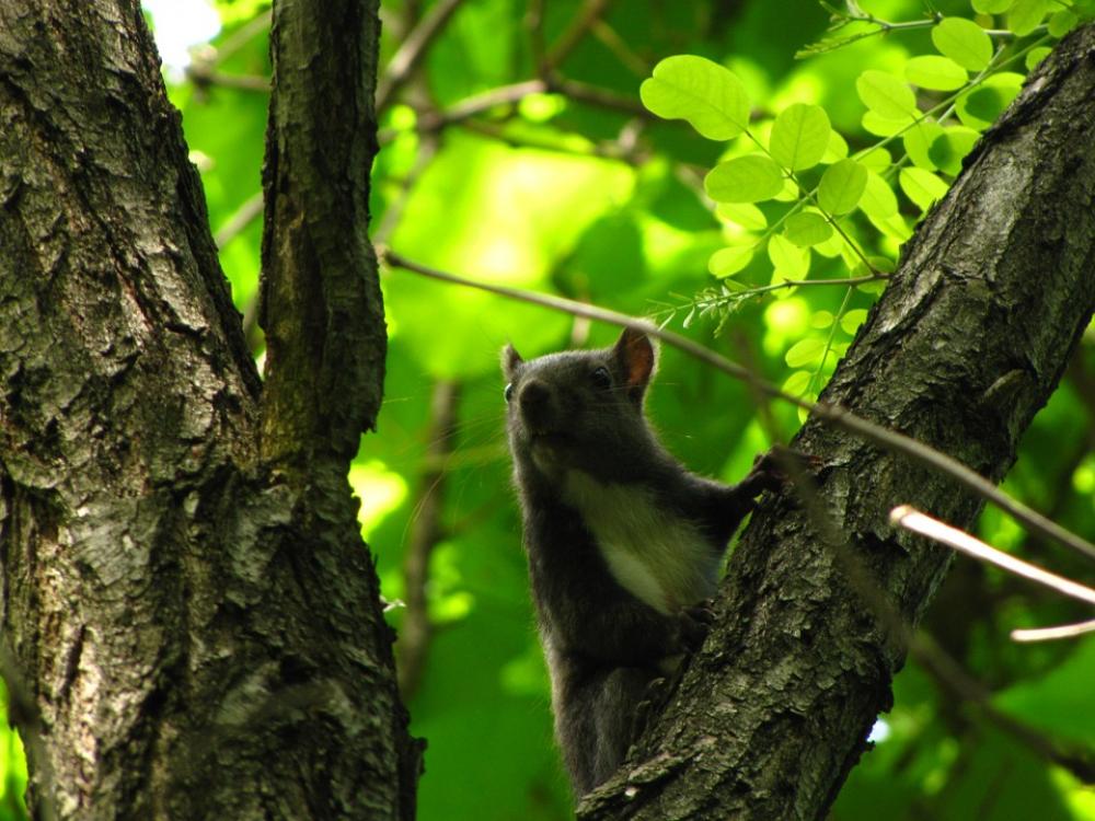 Squirrel Forest Animal Squirrel Forest Animal