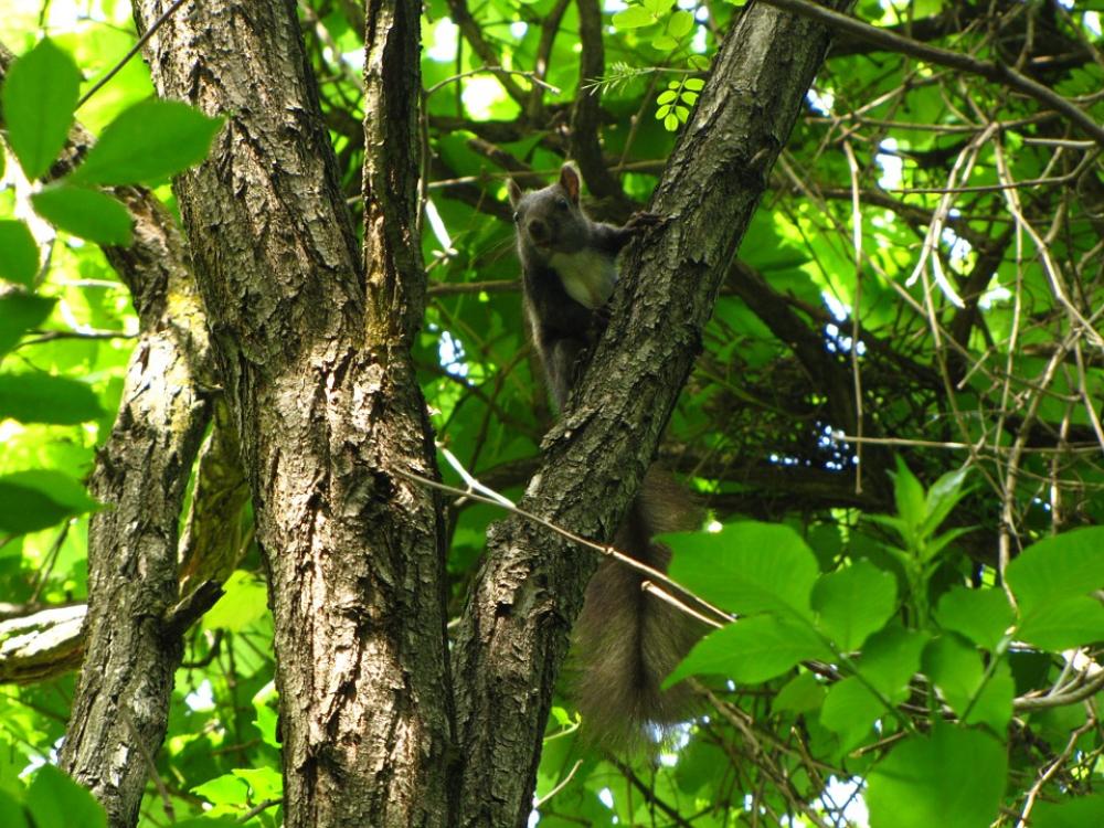 Squirrel Forest Animal Squirrel Forest Animal