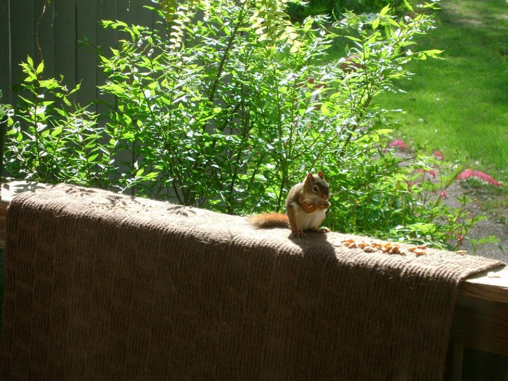 Squirrel Squirrels Wildlife Animals Outside Animal Squirrel Squirrels Wildlife Animals Outside Animal