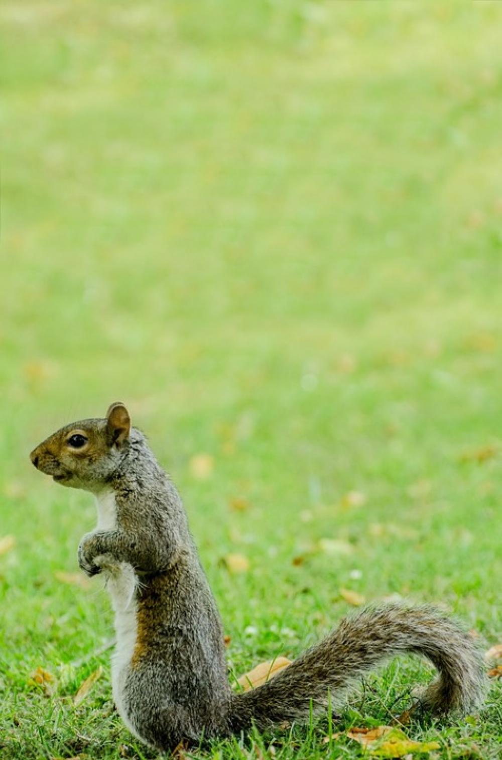 Squirrel Grass Animals Wildlife Nature Bark Stem Squirrel Grass Animals Wildlife Nature Bark Stem