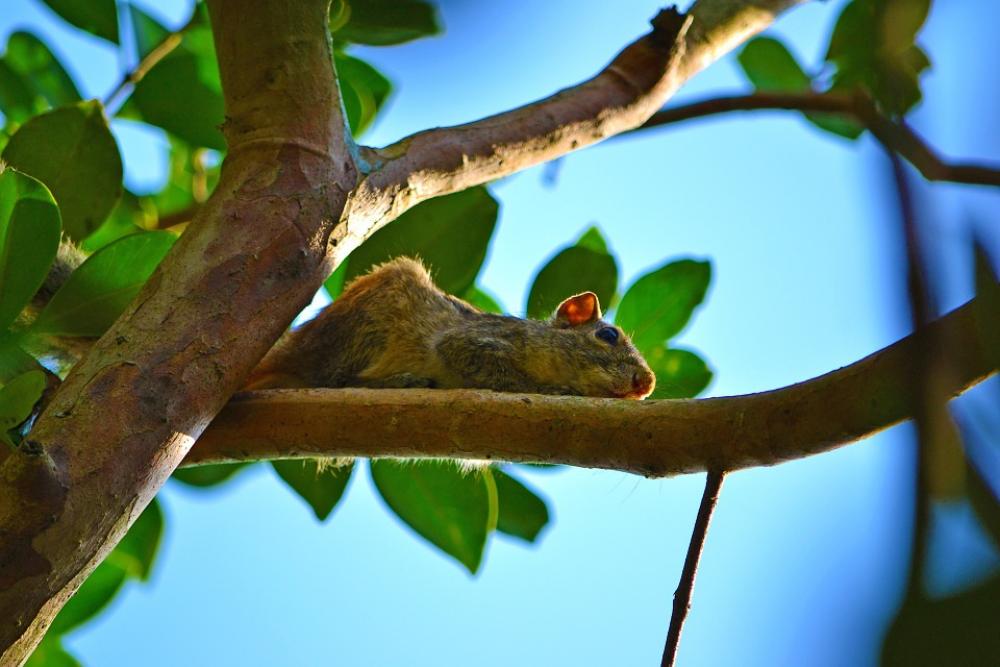 Squirrel Wildlife Animal Mamal Sri Lanka Ceylon Squirrel Wildlife Animal Mamal Sri Lanka Ceylon