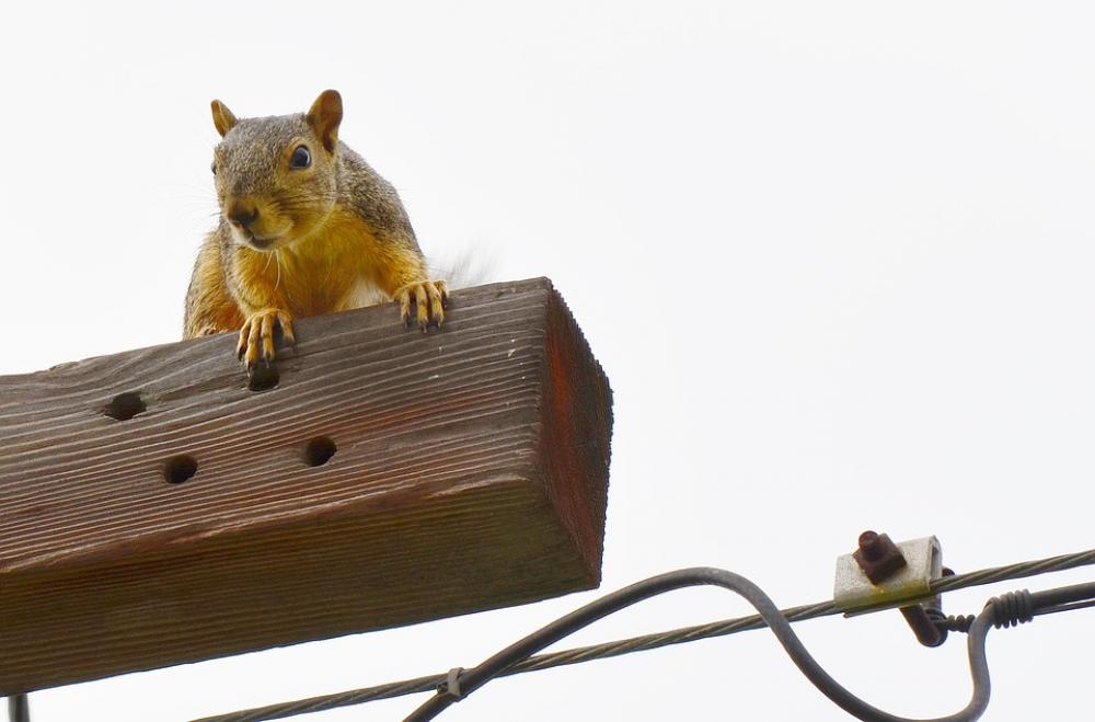 Squirrel Gold Curious Looking Squirrel Gold Curious Looking
