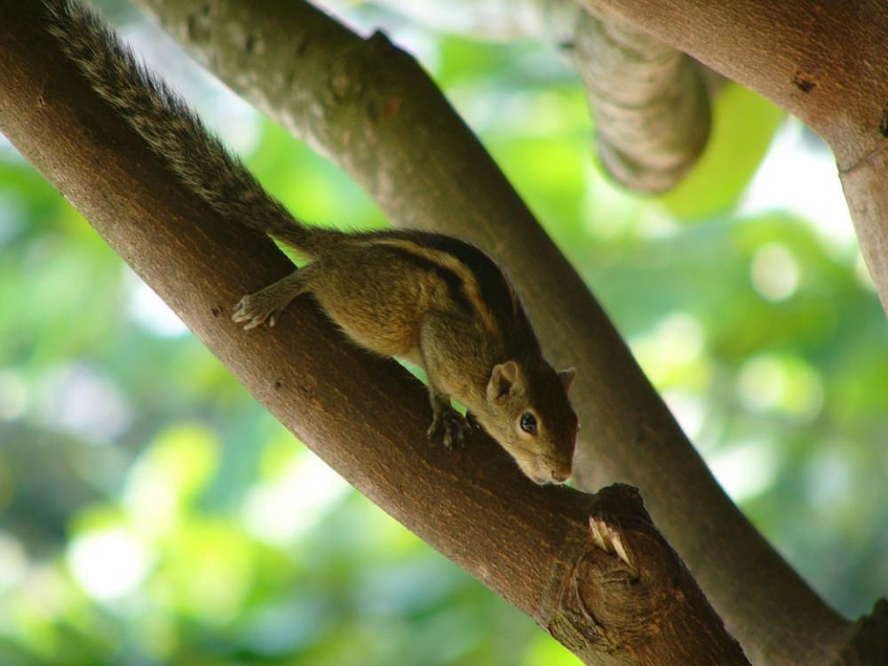 Squirrel Animal Wild Squirrel Animal Wild