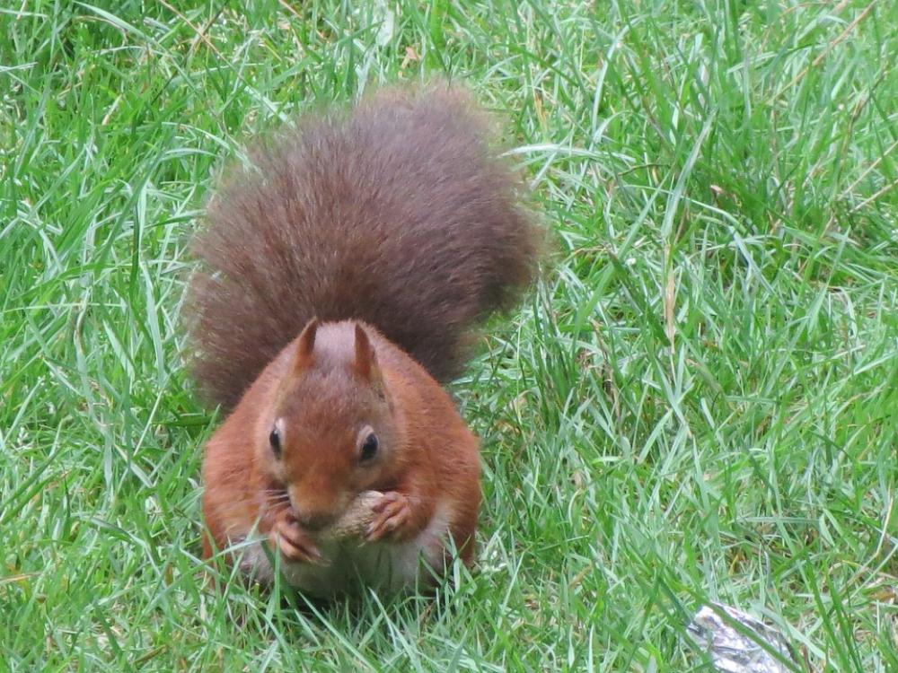 Squirrel Beast Forest Green Nature Squirrel Beast Forest Green Nature