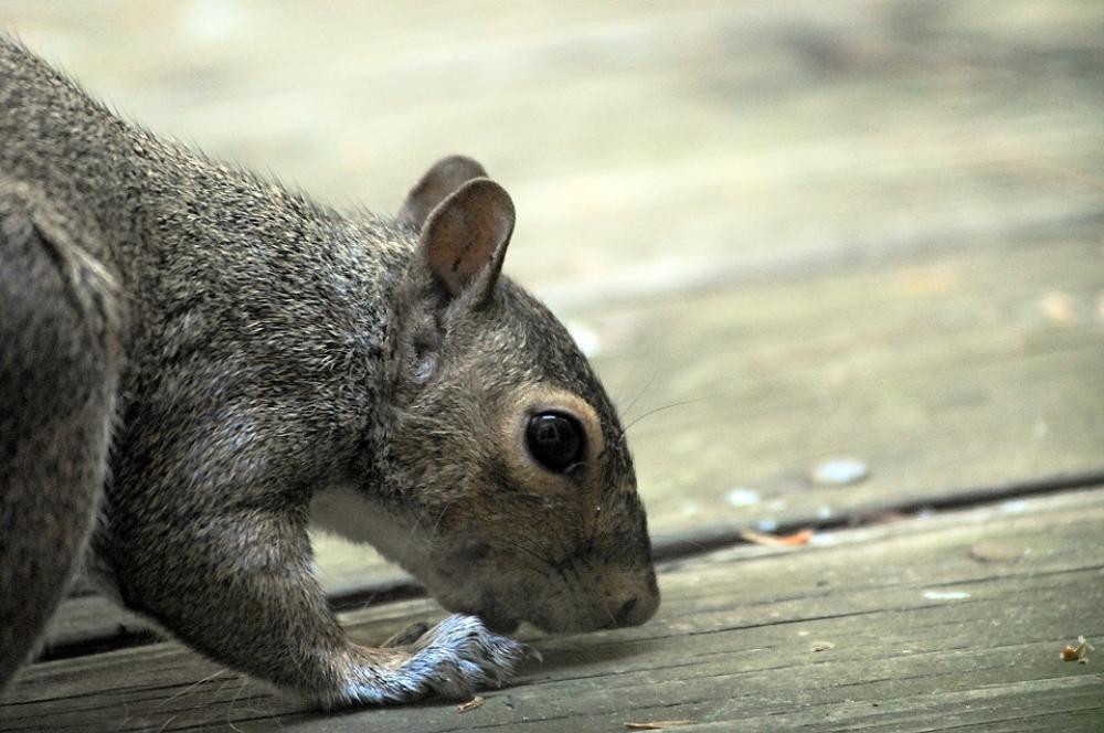 Squirrel Rodent Character Funny Wood Park Animal Squirrel Rodent Character Funny Wood Park Animal