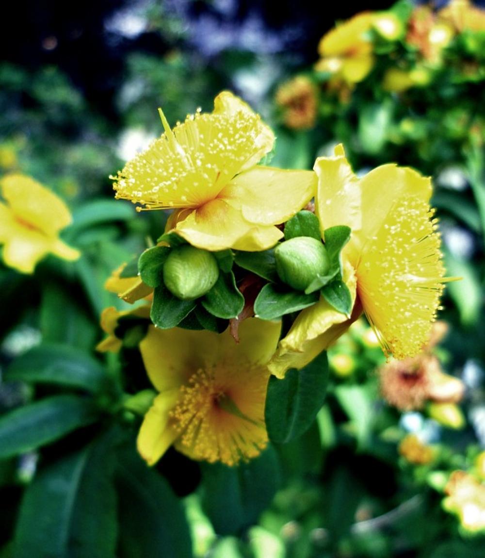 St John'S Wort Blossom Bloom Bud Bush Branch St John'S Wort Blossom Bloom Bud Bush Branch