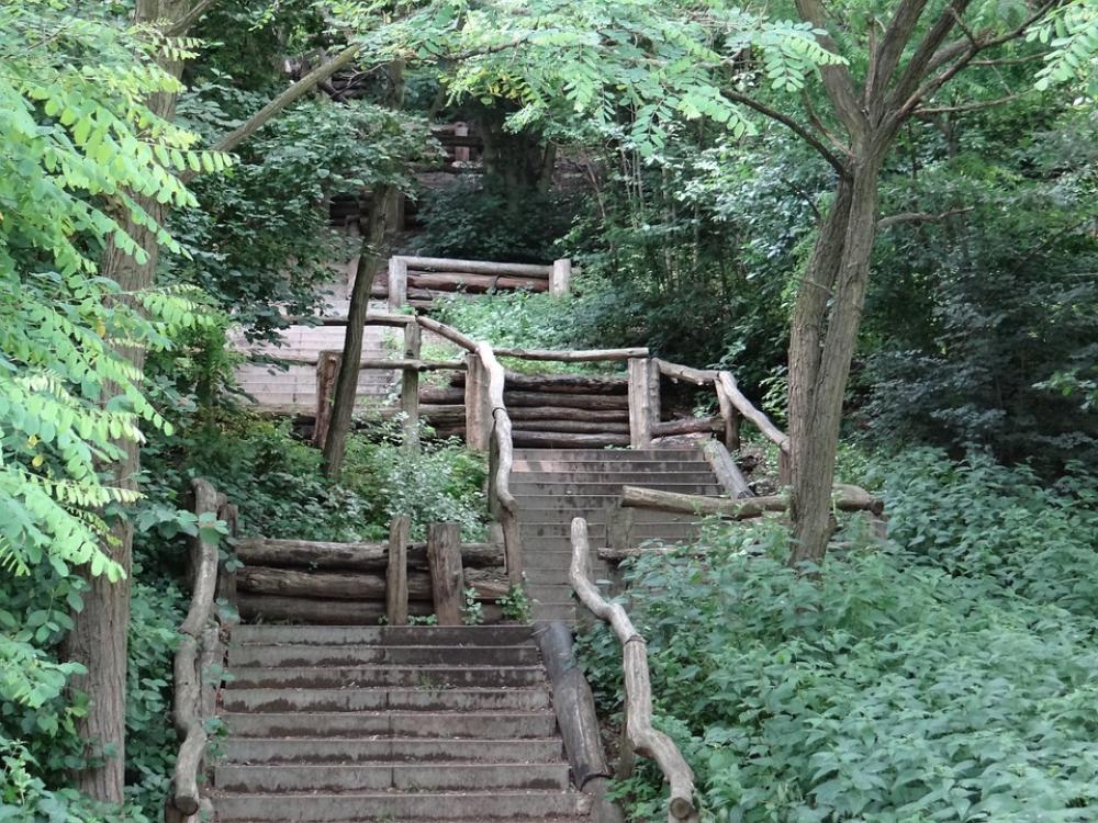 Stairs Forest Nature Landscape Rest Trees Idyll Stairs Forest Nature Landscape Rest Trees Idyll