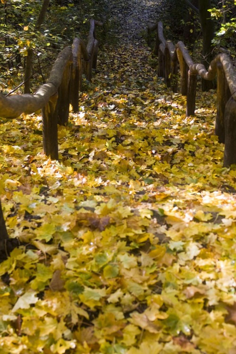 Stairs Hiking Way Down Emerge Leaves Maple Book Stairs Hiking Way Down Emerge Leaves Maple Book