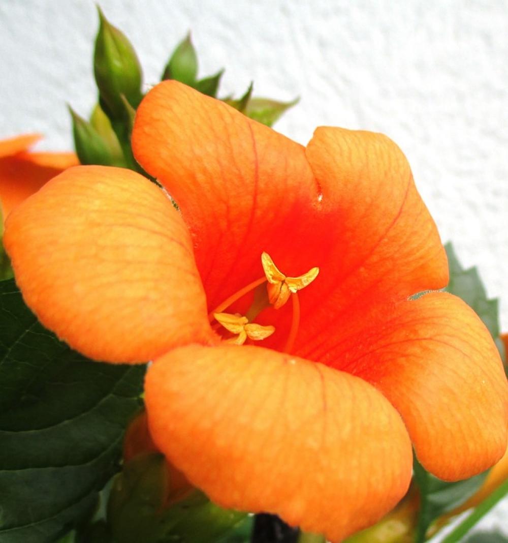 Stans Indian Summer Orange-Red Flower Stans Indian Summer Orange-Red Flower