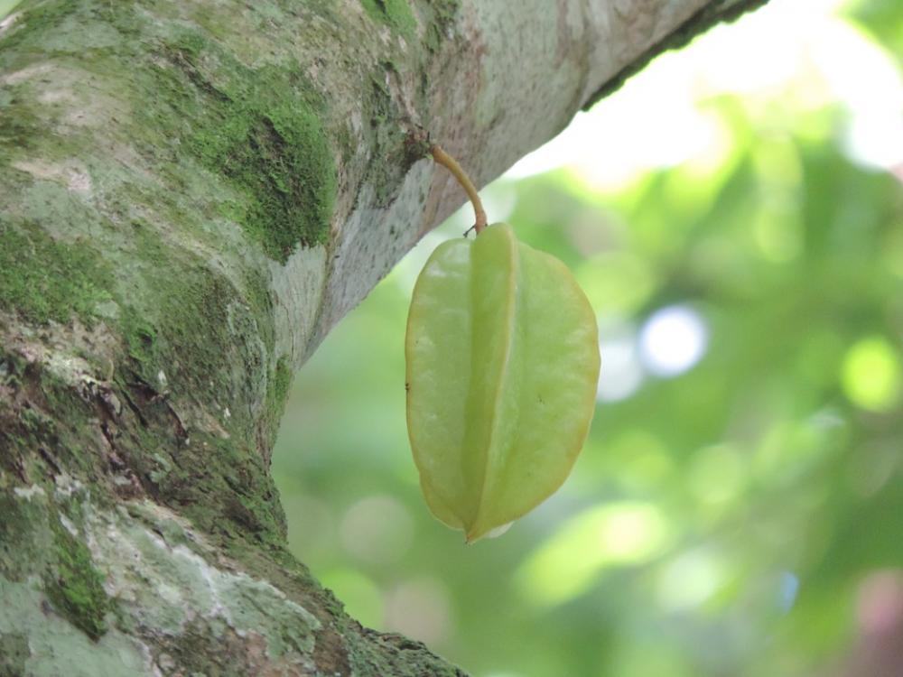 Star Fruit Fruit Star Fruit Tree Tree Star Fruit Fruit Star Fruit Tree Tree