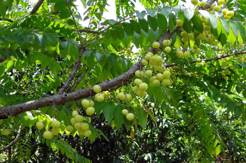 Star Gooseberry West India Gooseberry Star Gooseberry West India Gooseberry