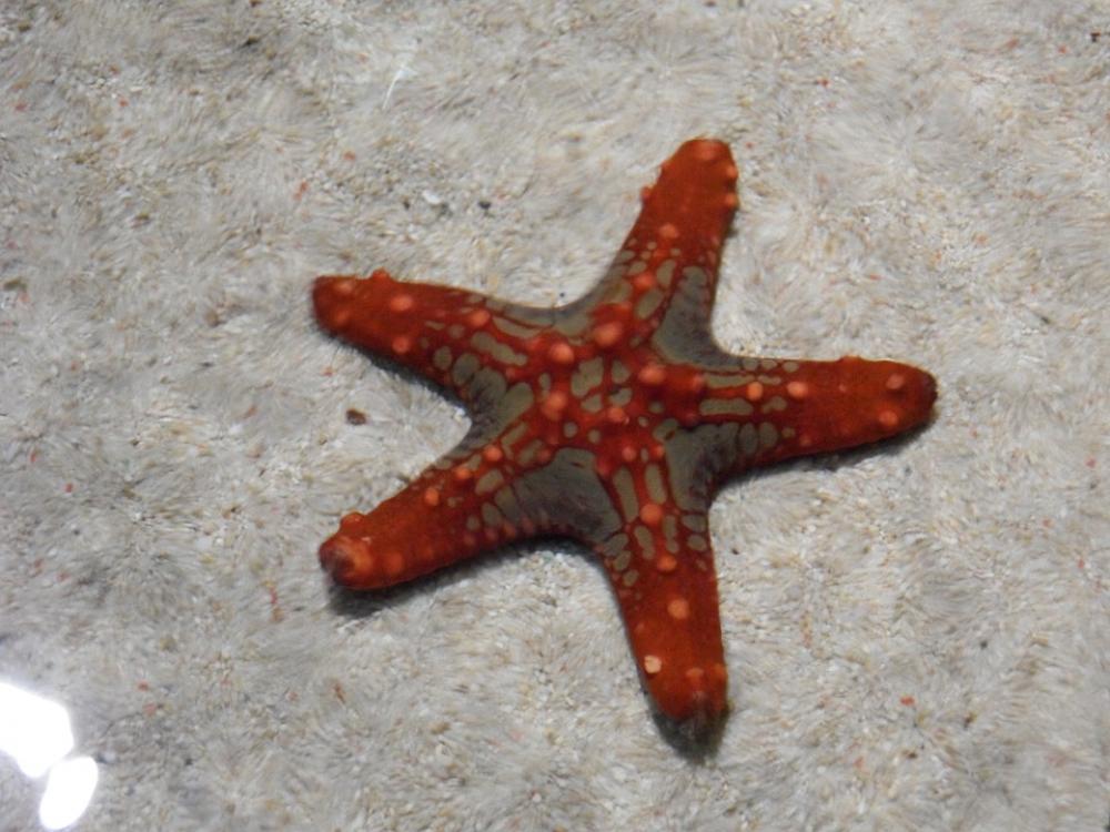 Starfish Red Water Sand Aquarium Creature Starfish Red Water Sand Aquarium Creature