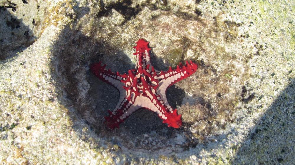 Starfish Mar Red Mozambique Broody Starfish Mar Red Mozambique Broody