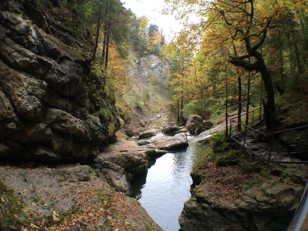 Starzlachklamm Allgäu Sonthofen Bach Forest Starzlachklamm Allgäu Sonthofen Bach Forest