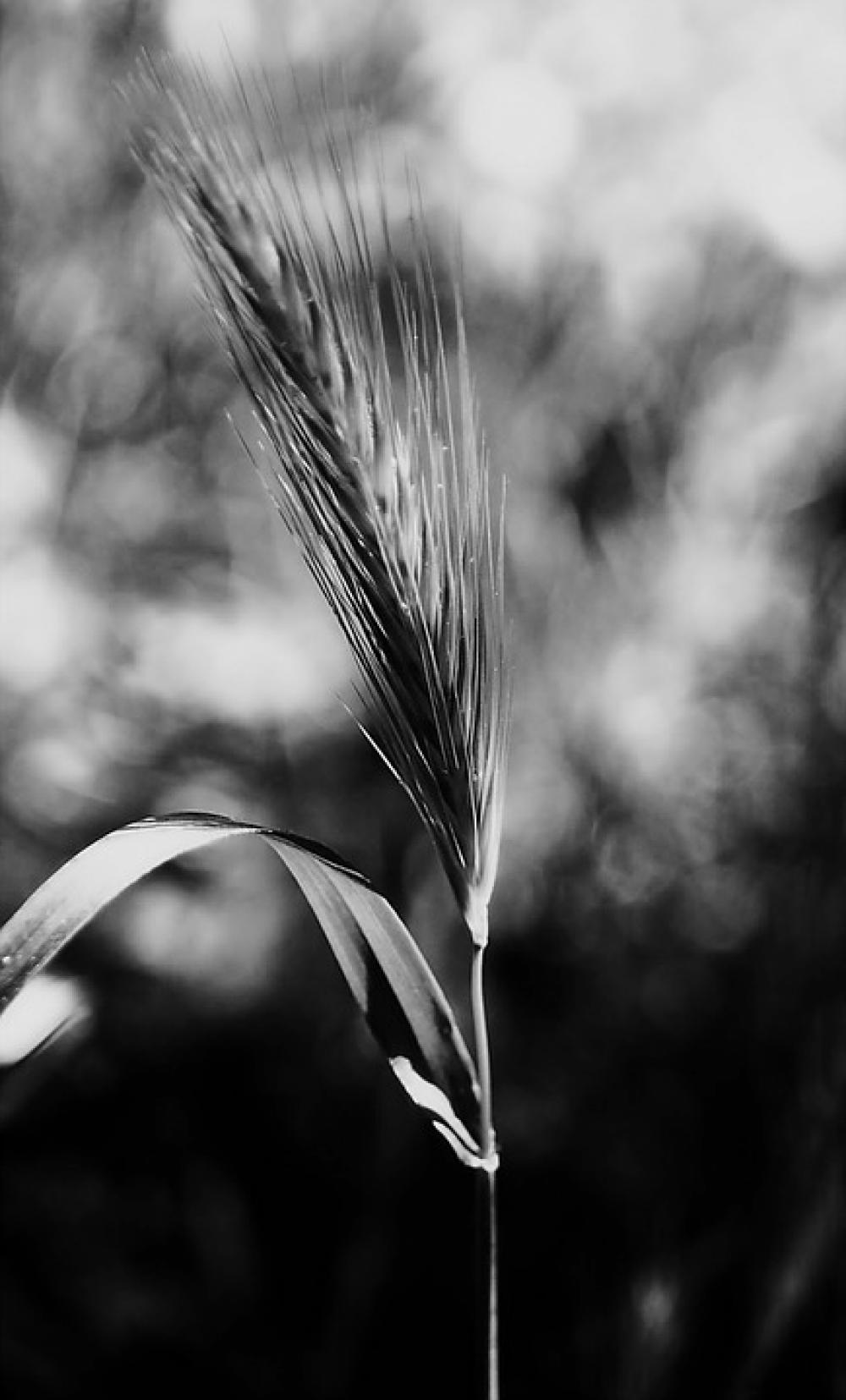 Stem Nature Plants Black And White Blur Stem Nature Plants Black And White Blur